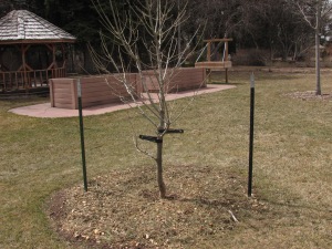 staked and mulched tree