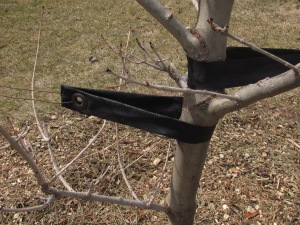 tree staking strapping