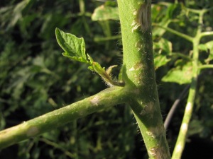 Scarred tomato stem
